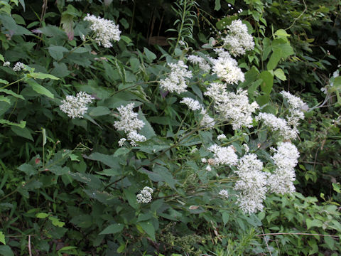 Eupatorium chinense