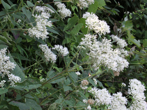 Eupatorium chinense