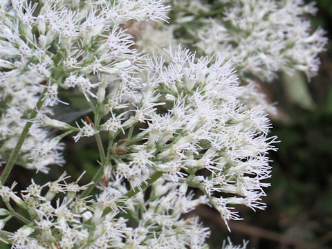 Eupatorium chinense