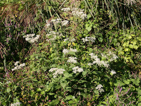 Eupatorium chinense