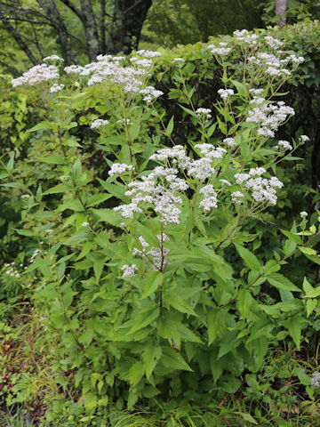 Eupatorium chinense