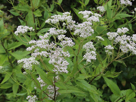 Eupatorium chinense