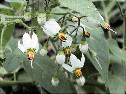 Solanum lyratum