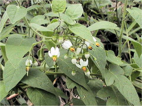 Solanum lyratum