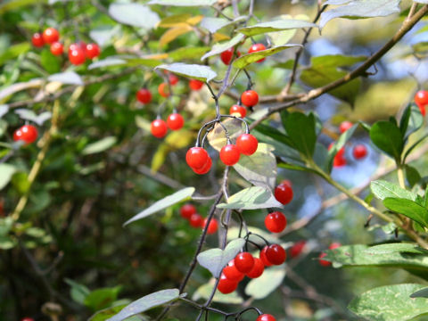 Solanum lyratum