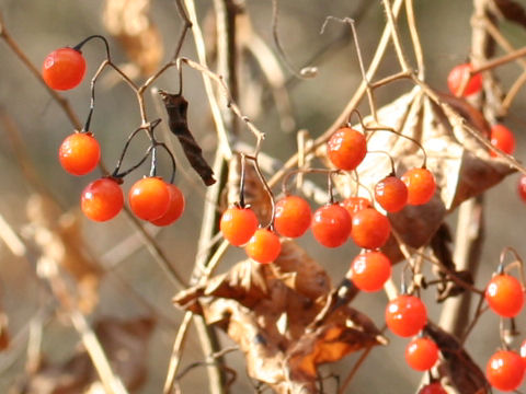 Solanum lyratum