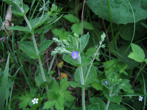 Veronica melissaefolia