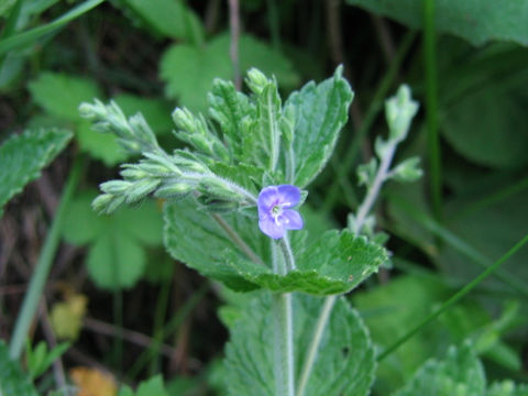 Veronica melissaefolia