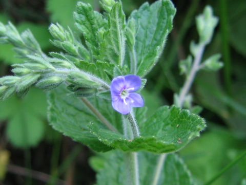 Veronica melissaefolia