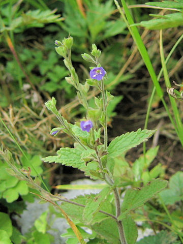 Veronica melissaefolia