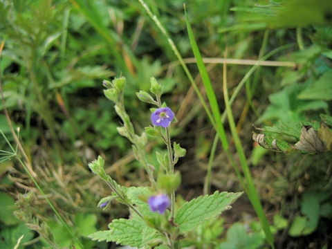 Veronica melissaefolia