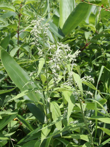 Artemisia monophylla