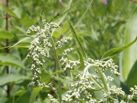 Artemisia monophylla