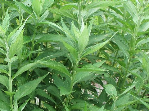 Artemisia monophylla