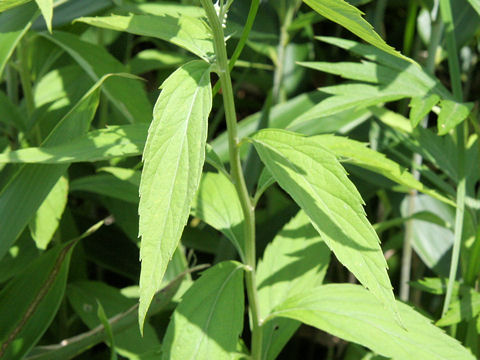 Artemisia monophylla