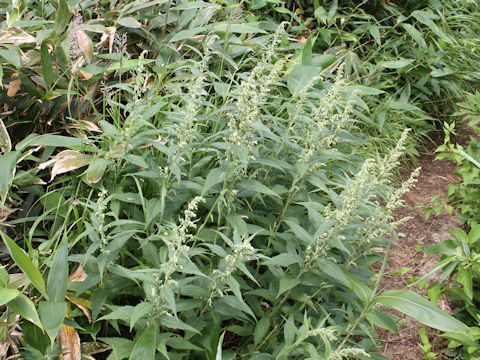 Artemisia monophylla