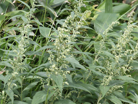 Artemisia monophylla