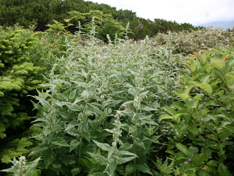 Artemisia monophylla