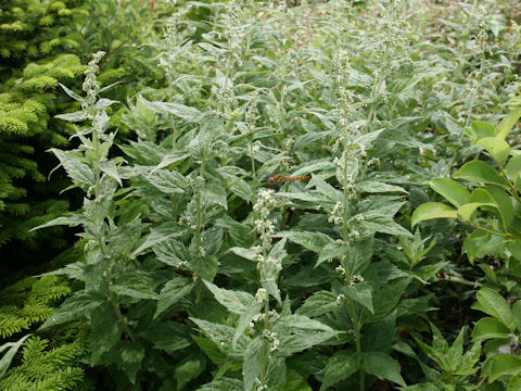 Artemisia monophylla