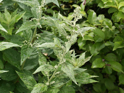 Artemisia monophylla