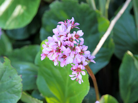 Bergenia stracheyi