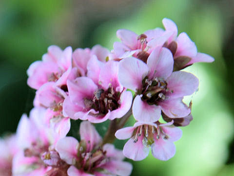 Bergenia stracheyi