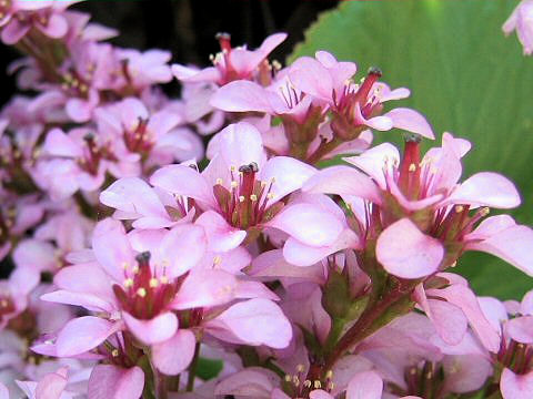 Bergenia stracheyi