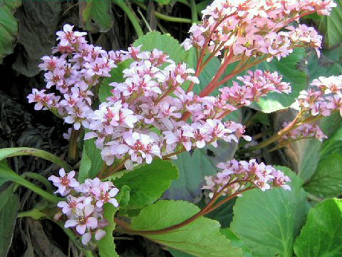 Bergenia stracheyi