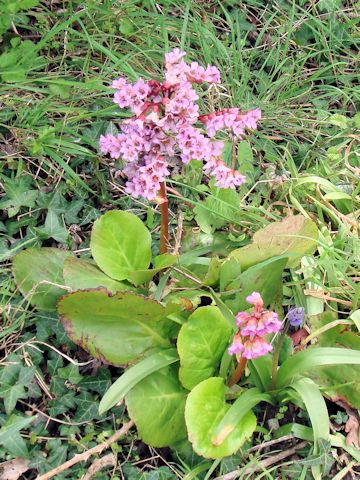 Bergenia stracheyi