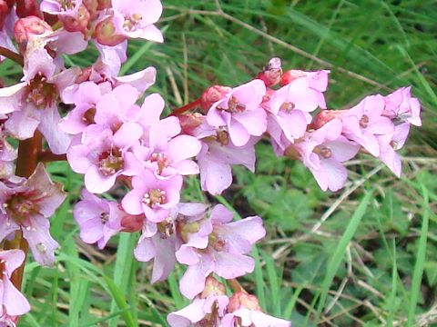 Bergenia stracheyi