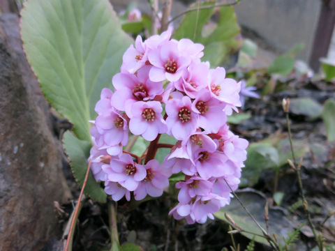 Bergenia stracheyi