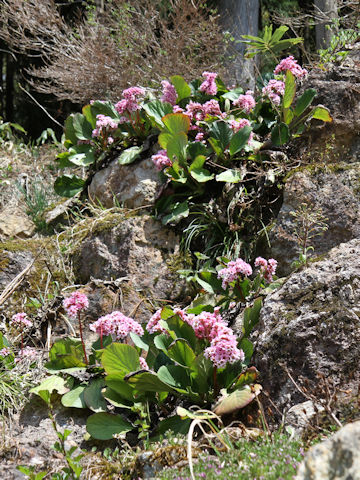 Bergenia stracheyi