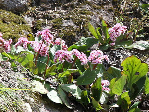 Bergenia stracheyi