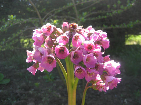 Bergenia stracheyi