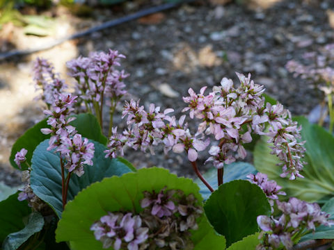 Bergenia stracheyi