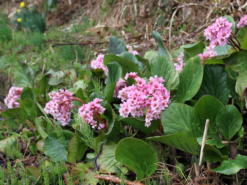 Bergenia stracheyi