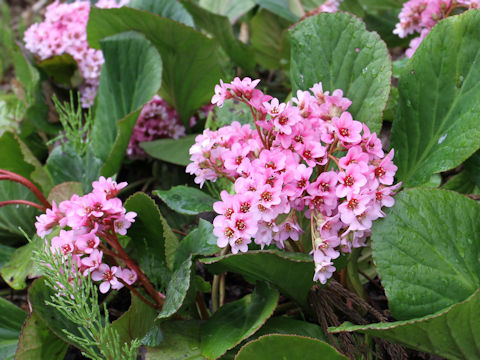 Bergenia stracheyi