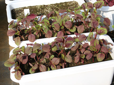 Amaranthus tricolor spp. mangostanus