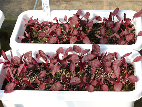 Amaranthus tricolor spp. mangostanus
