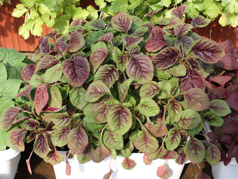 Amaranthus tricolor spp. mangostanus