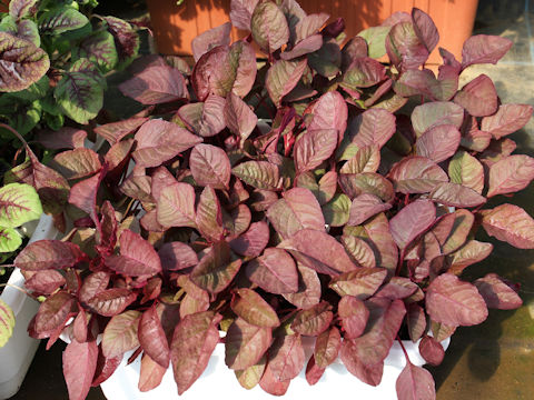 Amaranthus tricolor spp. mangostanus