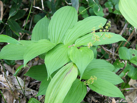 Smilacina yesoensis