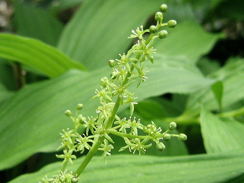 Smilacina yesoensis