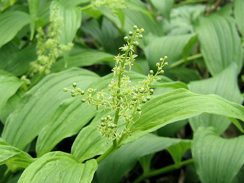 Smilacina yesoensis