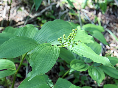 Smilacina yesoensis