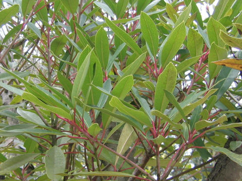 Daphniphyllum teijsmannii