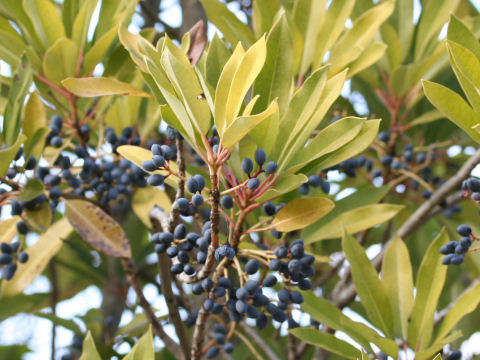 Daphniphyllum teijsmannii