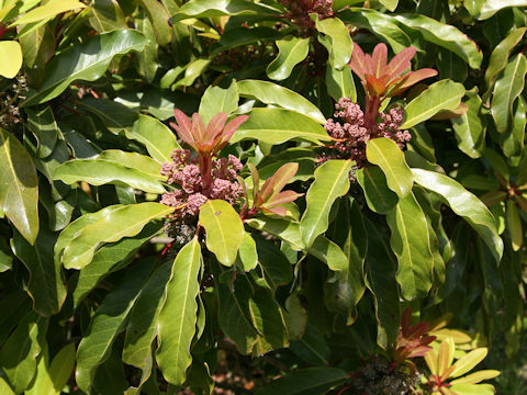Daphniphyllum teijsmannii