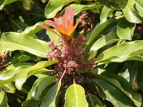 Daphniphyllum teijsmannii