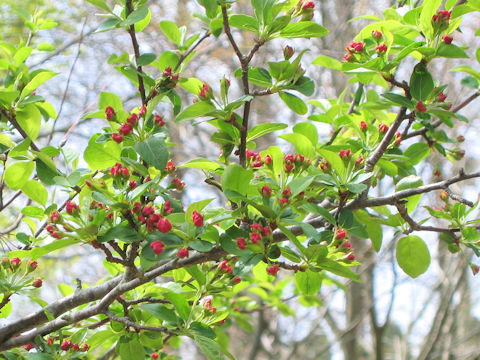 Malus baccata var. himalaica